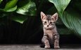 растения, листья, кошка, взгляд, котенок, полосатый