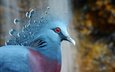 птица, клюв, перья, голубь, victoria crowned pigeon, венценосный, хохолок, веероносный венценосный голубь
