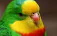 глаза, разноцветный, птица, клюв, перья, попугай