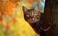 дерево, кот, кошка, осень, ствол, полосатый, выглядывает