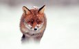 снег, зима, взгляд, рыжая, лиса, лисица