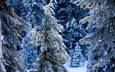 снег, лес, зима, ель, елки, сугробы, зимний, сказочный
