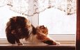 кот, кошка, пушистый, окно, подоконник, трехцветный