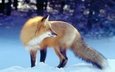 снег, зима, рыжая, лиса, хищник, лисица, охота, хвост, ожидание
