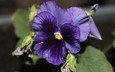 цветок, фиолетовый, анютины глазки, крупным планом