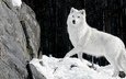 снег, камни, зима, шерсть, белый, хищник, волк
