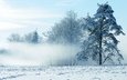 небо, деревья, снег, природа, зима