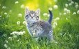 цветы, трава, поле, кошка, котенок, милый