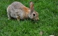 трава, животные, серый, кролик, заяц