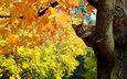 дерево, листья, кот, кошка, осень, клен, полосатый