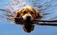 вода, отражение, собака, палка, золотистый ретривер