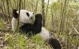 природа, животные, панда, медведь, бамбук, бамбуковый медведь, большая панда