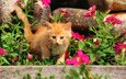 цветы, камни, кошка, котенок, рыжий