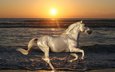 лошадь, вода, солнце, природа, закат, море, животные, песок, пляж, рассвет, волна, океан, конь, скачет, жеребец