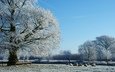 деревья, снег, природа, зима, пастбище, овцы, стадо