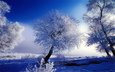 деревья, снег, зима, синий, иней, белый