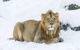 снег, зима, хищник, большая кошка, львы, лев
