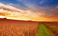 небо, дорога, трава, облака, солнце, поле, колосья, пшеница
