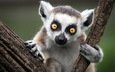 животные, мордочка, взгляд, лемур, катта, кошачий, кольцехвостый, ring-tailed lemur, lemur catta