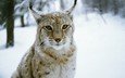 лес, зима, рысь, хищник, дикая кошка