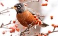 ветки, птица, ягоды, дрозд, american robin