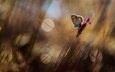 трава, цветок, бабочка, крылья, блики, насекомые, размытость