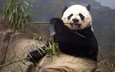животные, панда, медведь, кушает, бамбуковый медведь, большая панда