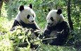листья, панды, бамбуковый медведь, большая панда