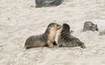 животные, песок, маленькие, тюлени, морские котики