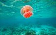 океан, медуза, течение, подводный мир, яркая, филиппины