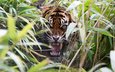 тигр, трава, ярость, клыки, хищник, оскал, пасть