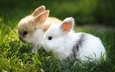 трава, животные, ушки, кролик, кролики, зверек, заяц, грызун, зайчонок
