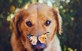 взгляд, бабочка, собака, нос, золотистый ретривер, фотограф джессика трин