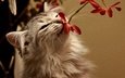 цветок, кот, кошка, пушистый, запах