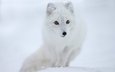 снег, мордочка, взгляд, песец, полярная лисица