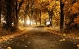 свет, дорога, деревья, солнце, листья, парк, ветви, осень, путь, асфальт