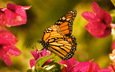 цветы, макро, бабочка, крылья, насекомые, данаида монарх
