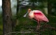 природа, птица, розовая, колпица, roseate spoonbill