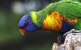 разноцветный, птица, попугай, красочный, радужный лорикет