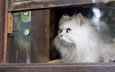 кот, кошка, взгляд, пушистый, белый, окно, стекло