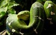 змея, зеленая, кольца, питон, рептилия, пресмыкающиеся