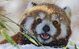 морда, снег, красная, взгляд, панда, бамбук, красная панда, малая панда, малая