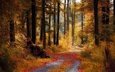 дорога, деревья, природа, лес, листва, осень, бревна