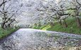 деревья, вода, река, цветение, отражение, лепестки, япония, весна, вишня, сакура