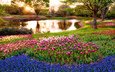 цветы, деревья, восход, солнце, лучи, парк, утро, разноцветные, япония, пруд, тюльпаны, синие, токио, мускари