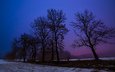 ночь, деревья, снег, зима, пейзаж, поле