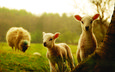 трава, деревья, животные, детки, овцы, овечки