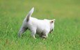 трава, кот, кошка, котенок, белый, прогулка