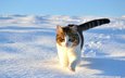 снег, зима, кот, кошка, прогулка