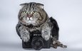 кот, кошка, фотоаппарат, зенит, камера, полосатый